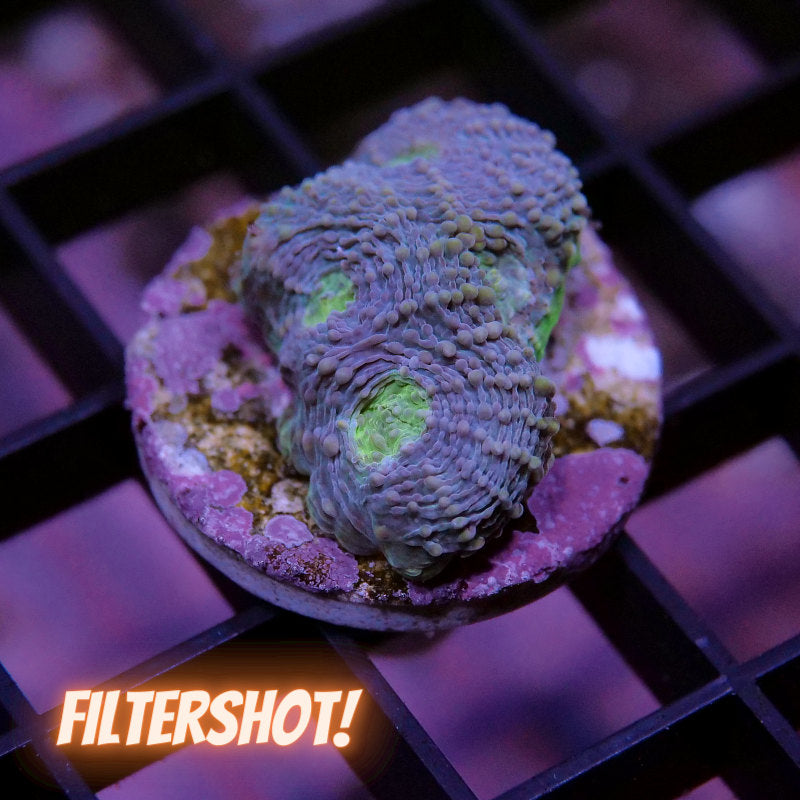 Acanthastrea echinata 'Splatter'