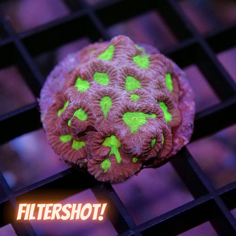 Goniastrea sp. 'Toxic'