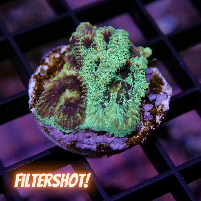 Favia sp. 'Splatter'