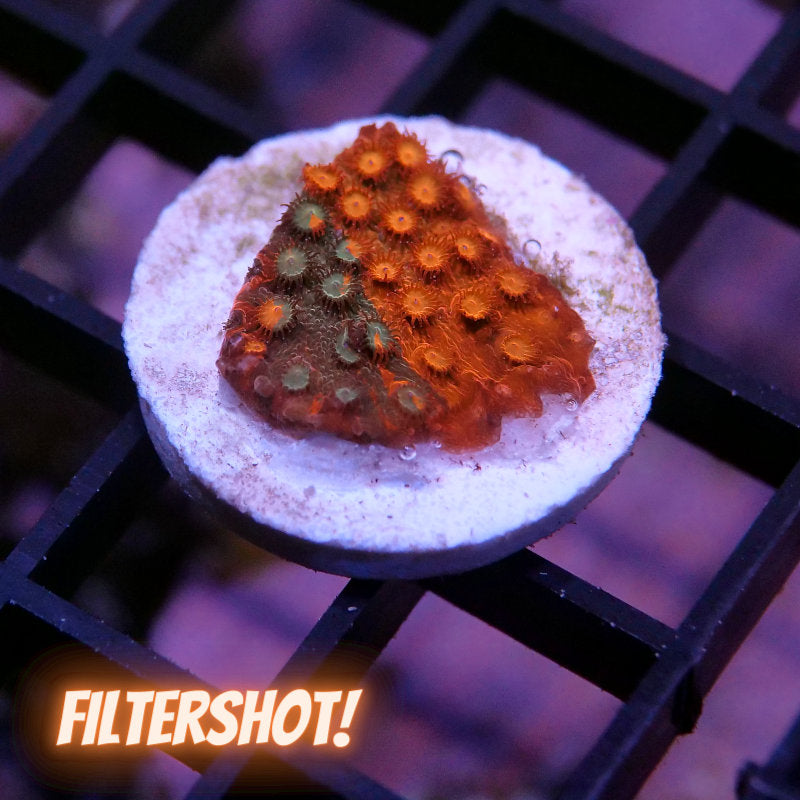 Cyphastrea sp. 'Tropicana Twist'