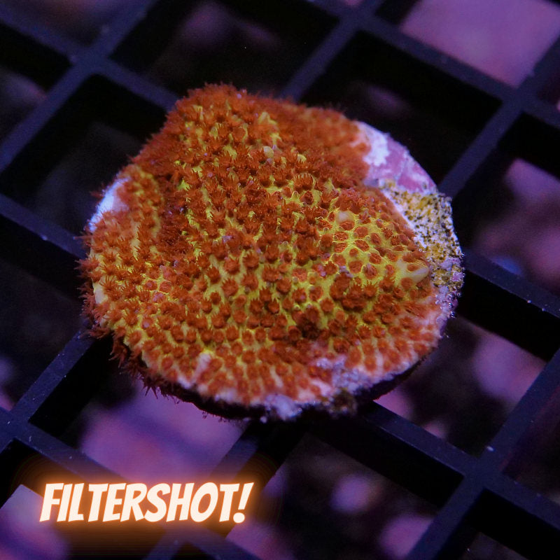 Stylocoeniella sp. 'Burning Banana'