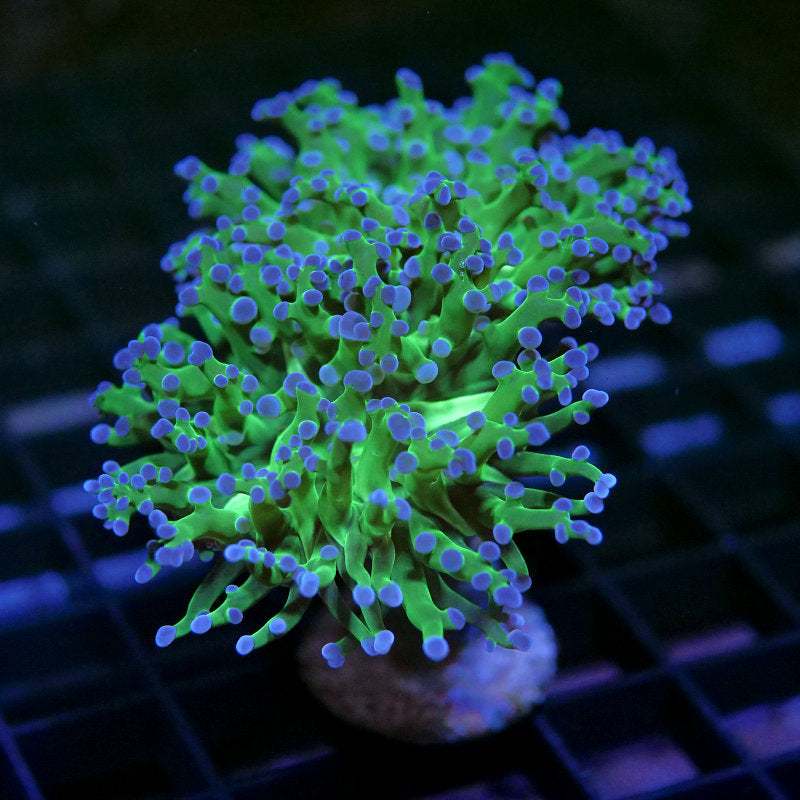 Euphyllia paradivisa 'Bicolor' XL