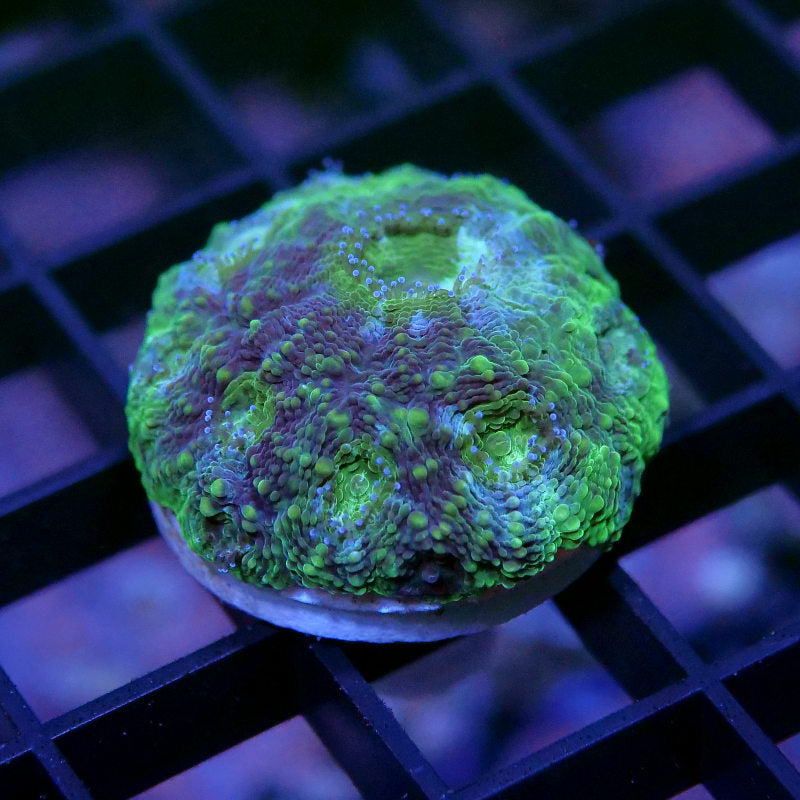 Acanthastrea echinata 'Splatter'