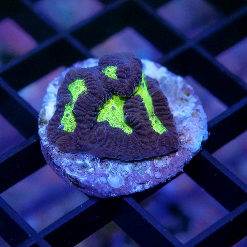 Platygyra sp. 'Shining'