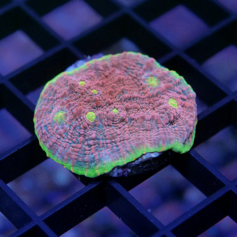 Chalice 'Watermelon'