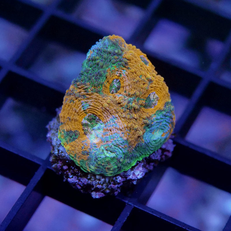Acanthastrea echinata 'Rainbow'