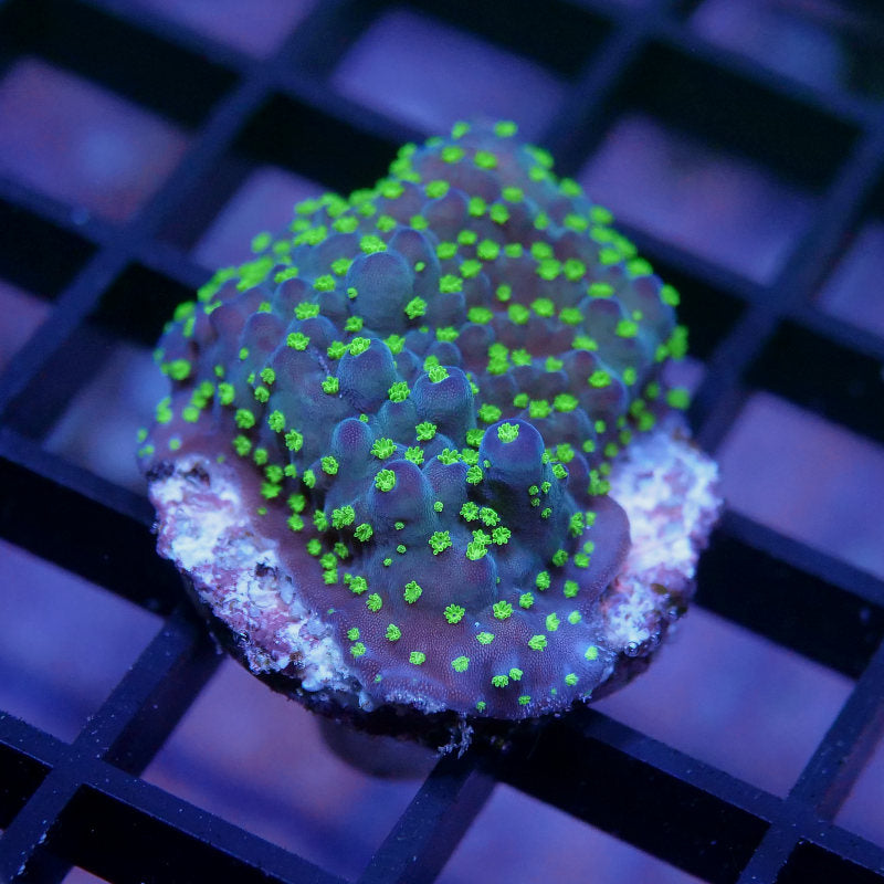 Acropora sp. 'Tricolor'