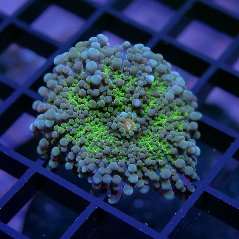Ricordea yuma 'Green' L