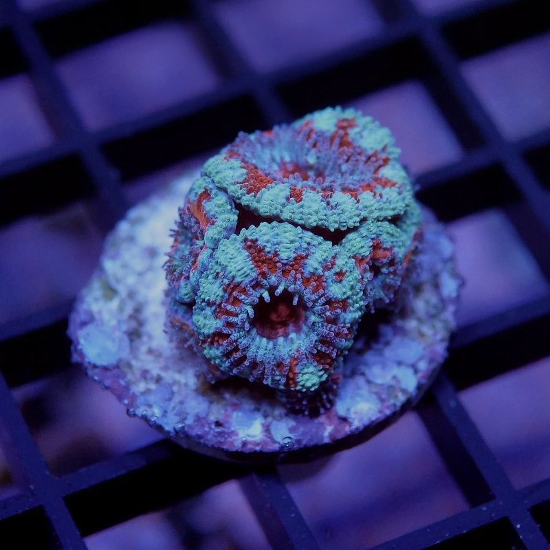 Micromussa lordhowensis