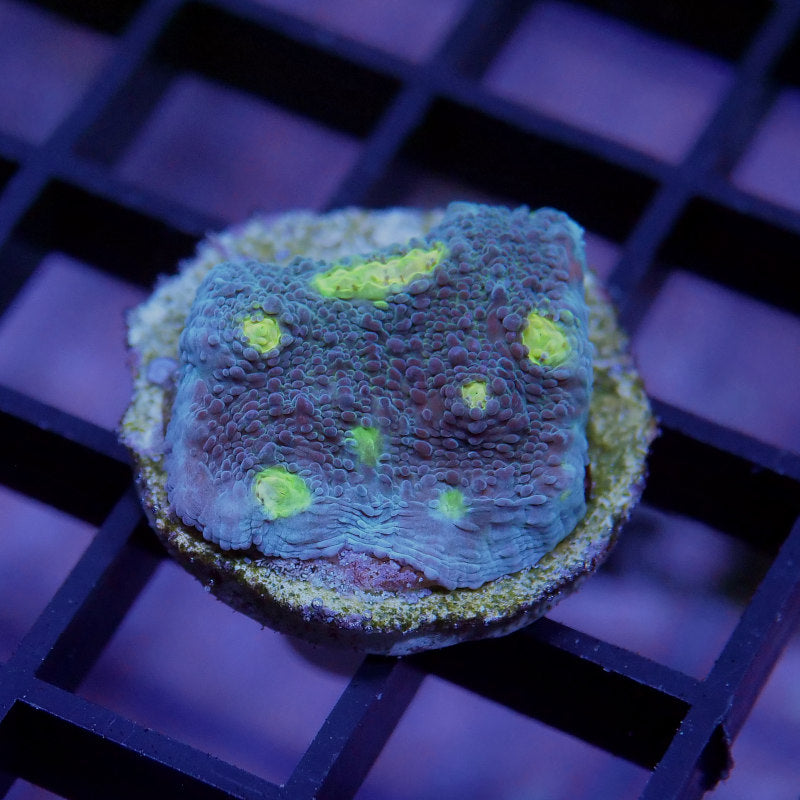 Chalice 'Blue Polka'