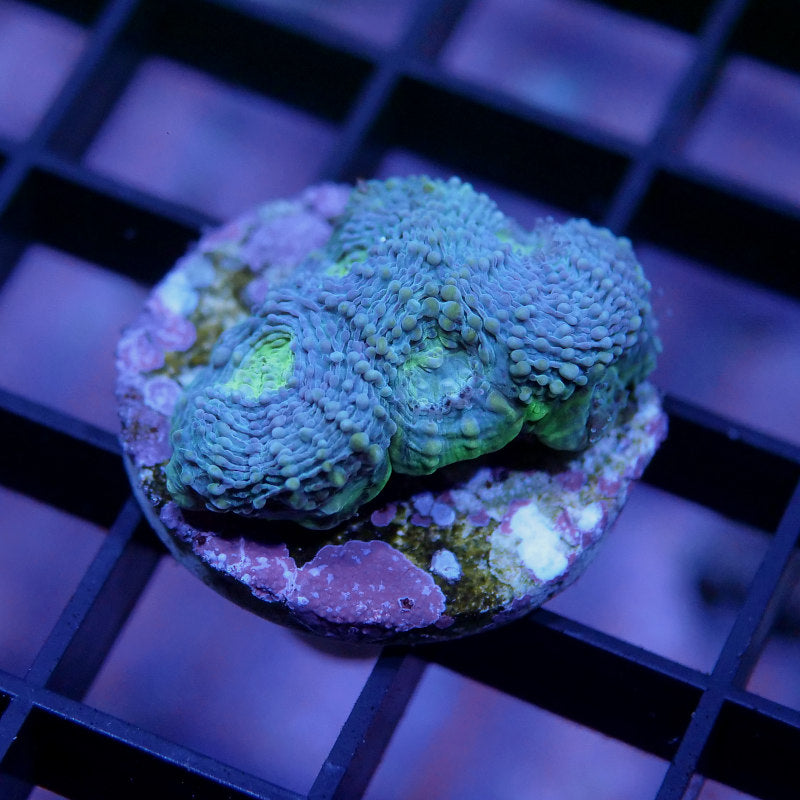 Acanthastrea echinata 'Splatter'