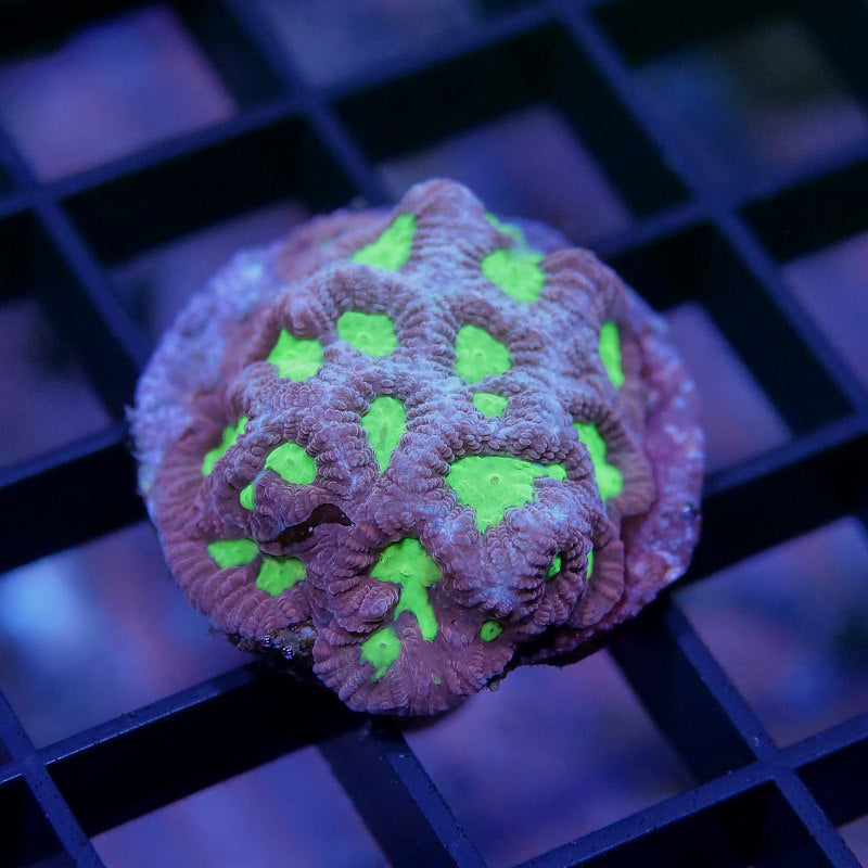 Goniastrea sp. 'Toxic'