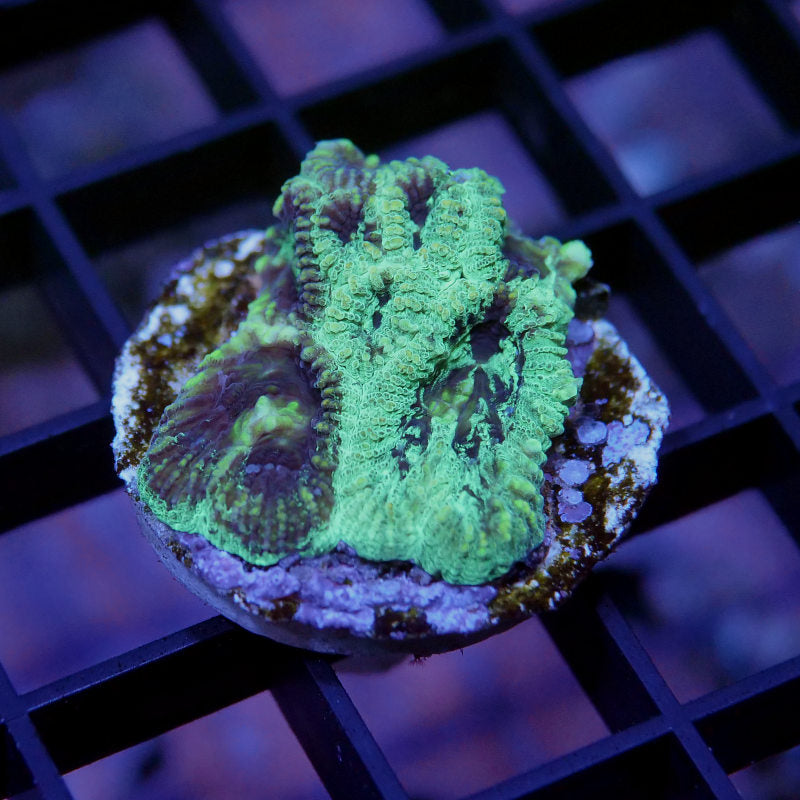 Favia sp. 'Splatter'