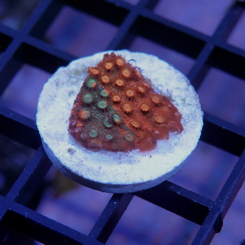 Cyphastrea sp. 'Tropicana Twist'