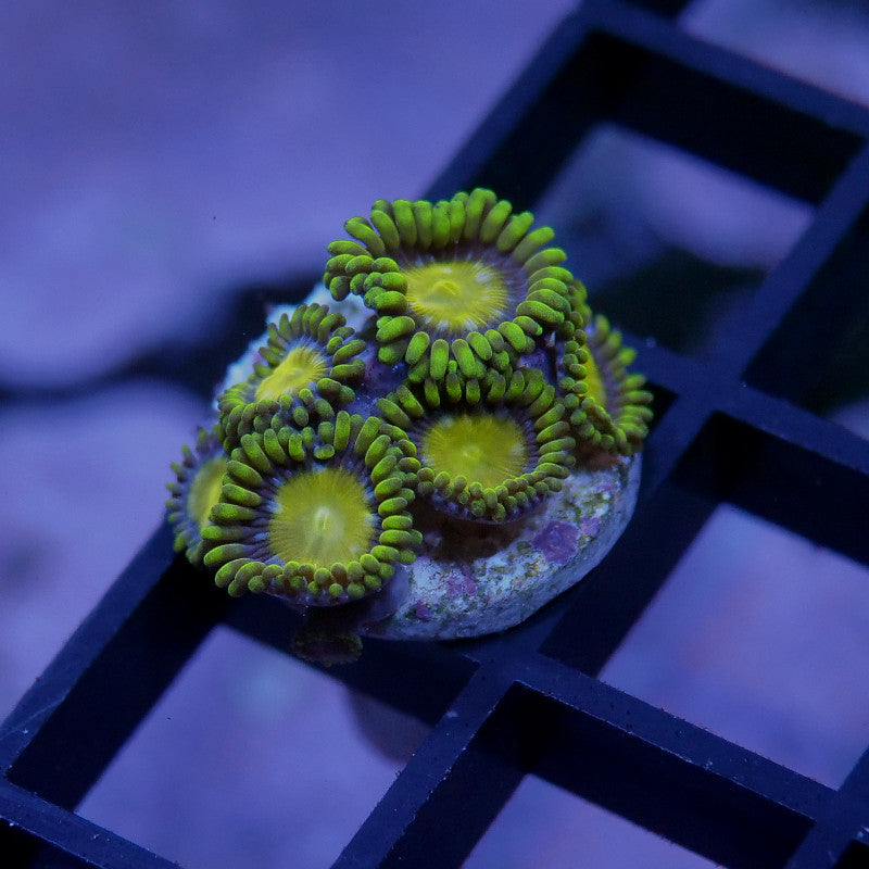 Zoanthus sp. 'King Midas'