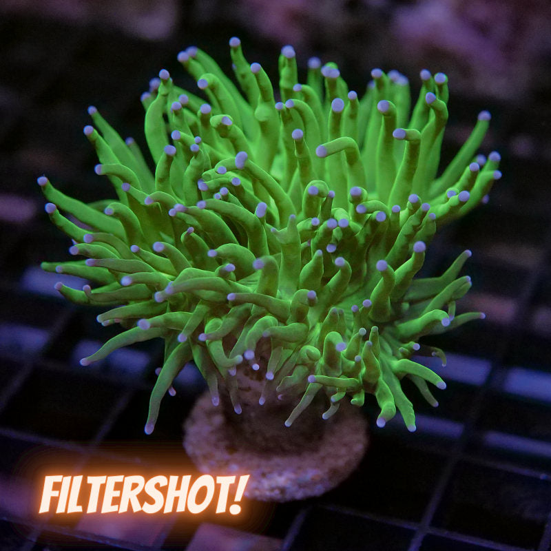 Euphyllia glabrescens 'Pink Tip'