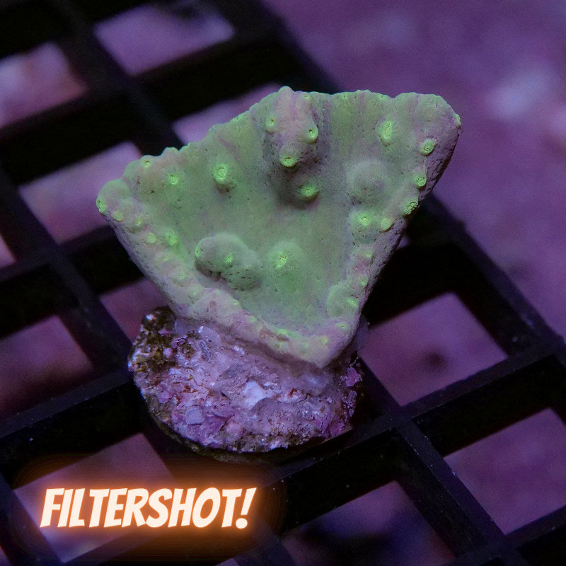 Turbinaria sp. 'Lemon Lime'