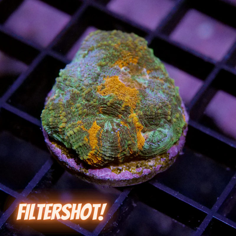 Acanthastrea echinata 'Rainbow'