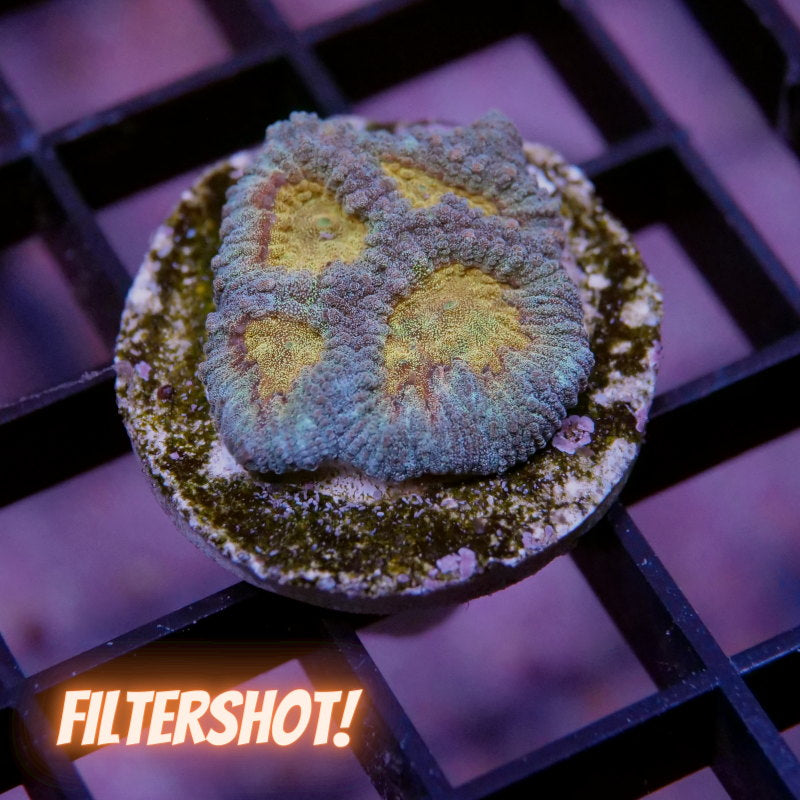 Favia sp. 'Pot of Gold'