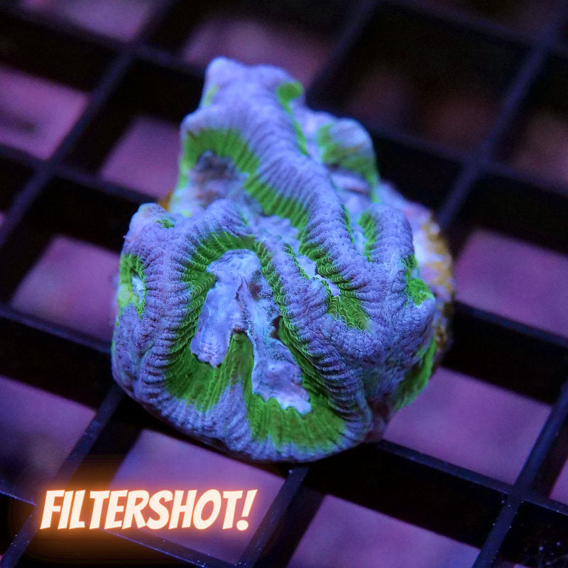 Platygyra sp. 'Purple Rim'