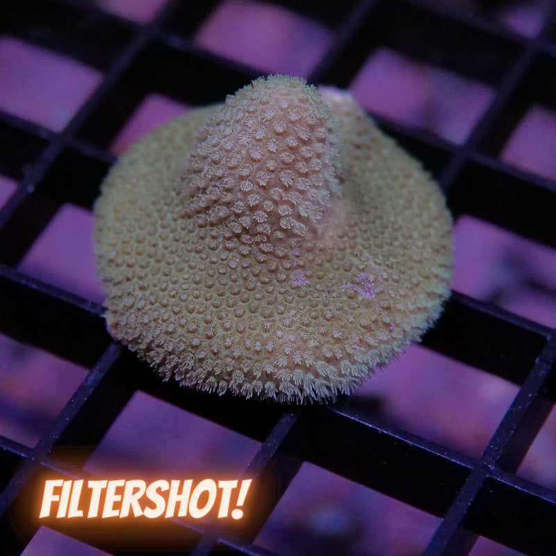 Porites sp. 'Yellow'
