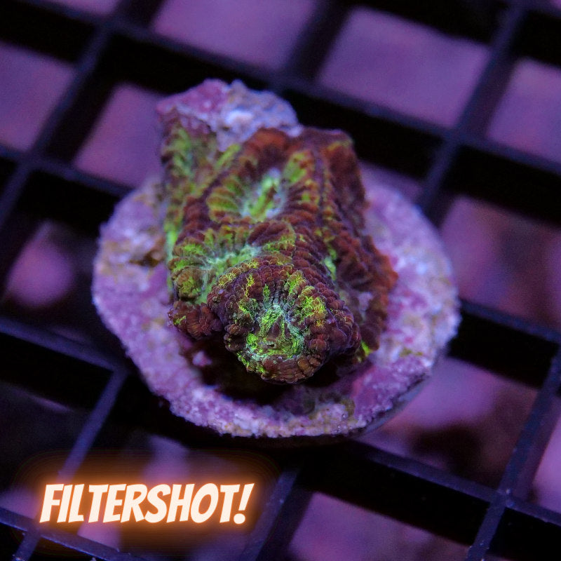 Favia sp. 'Paint Splatter'