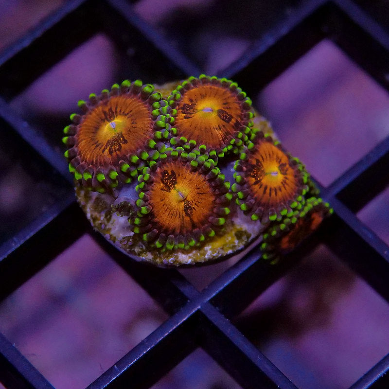 Korallenpaket - Zoanthus