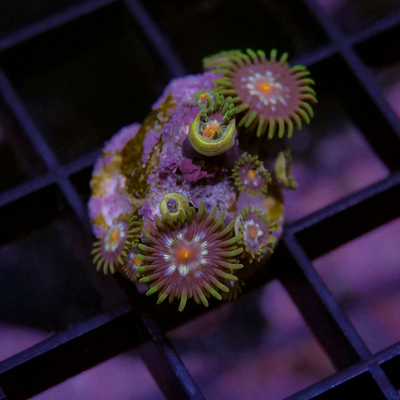 Korallenpaket - Zoanthus