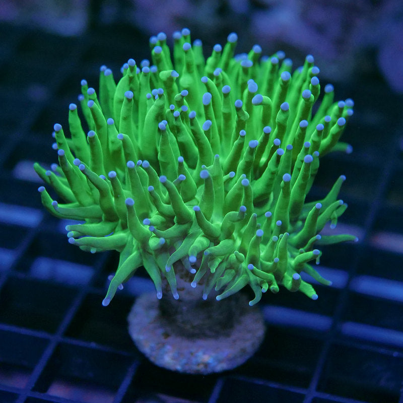 Euphyllia glabrescens 'Pink Tip'