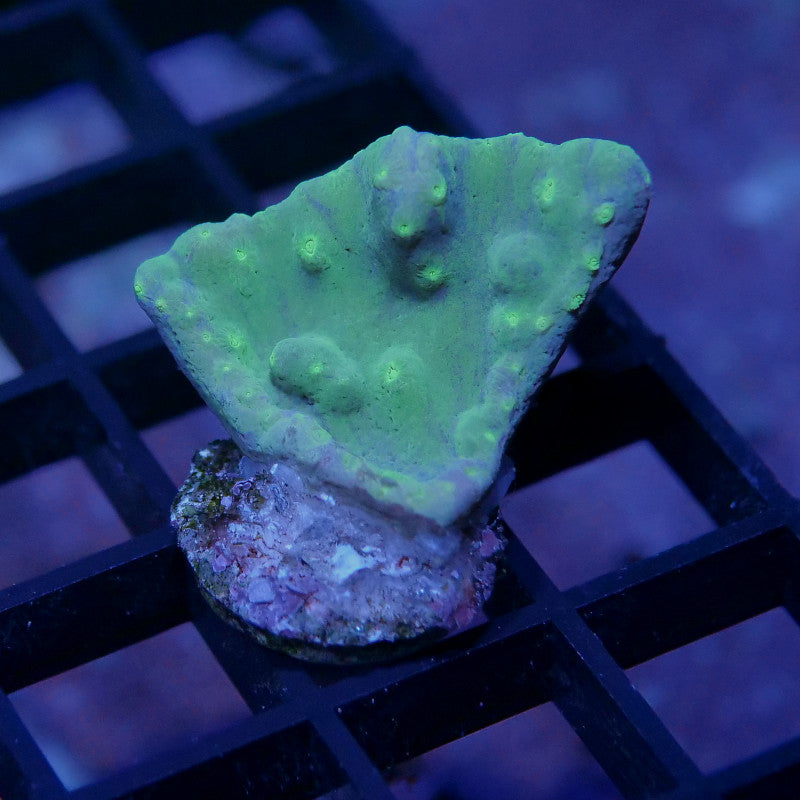 Turbinaria sp. 'Lemon Lime'