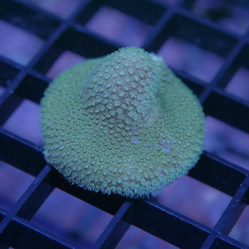 Porites sp. 'Yellow'