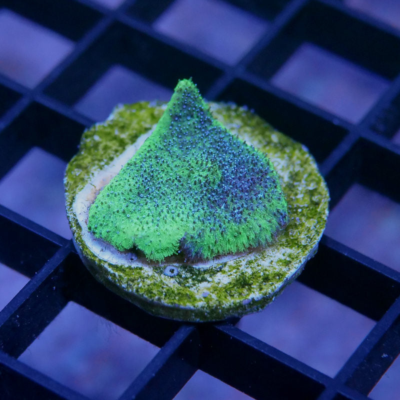 Psammocora sp. 'Monster Jam'