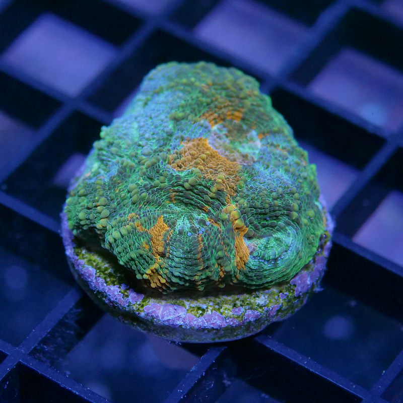 Acanthastrea echinata 'Rainbow'