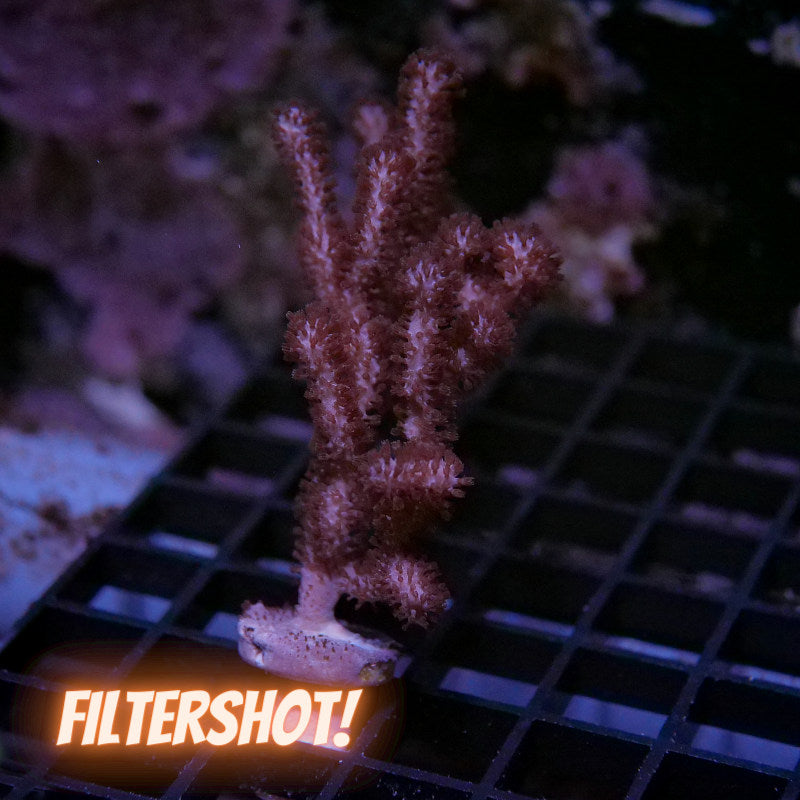 Rumphella sp.