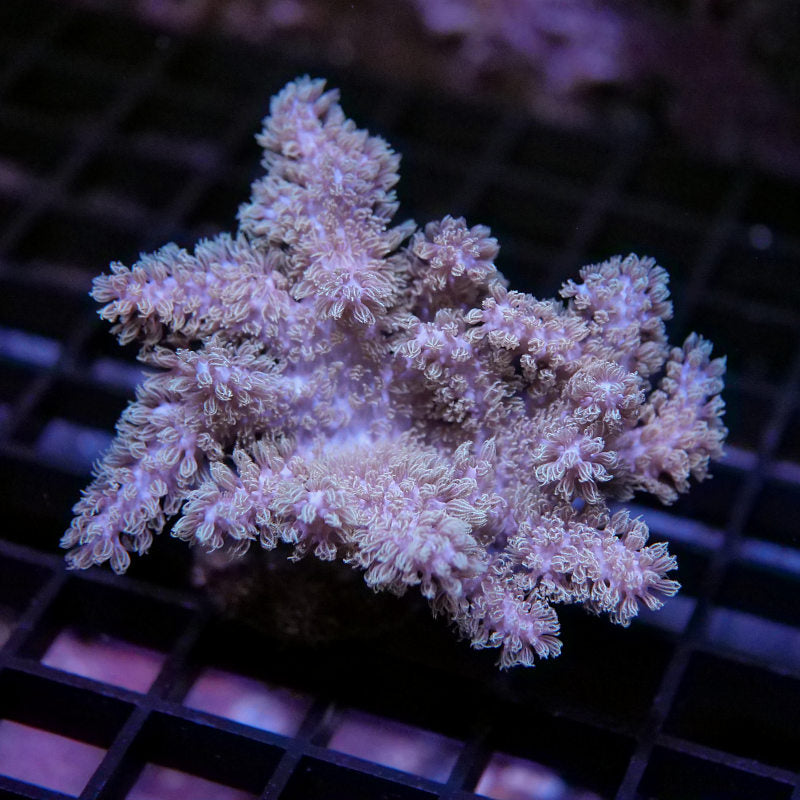 Frag Pack 'Soft Start'