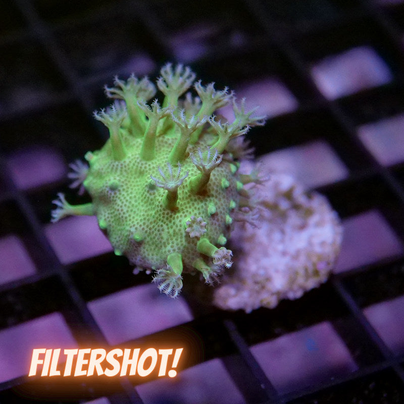 Sarcophyton 'Glow'