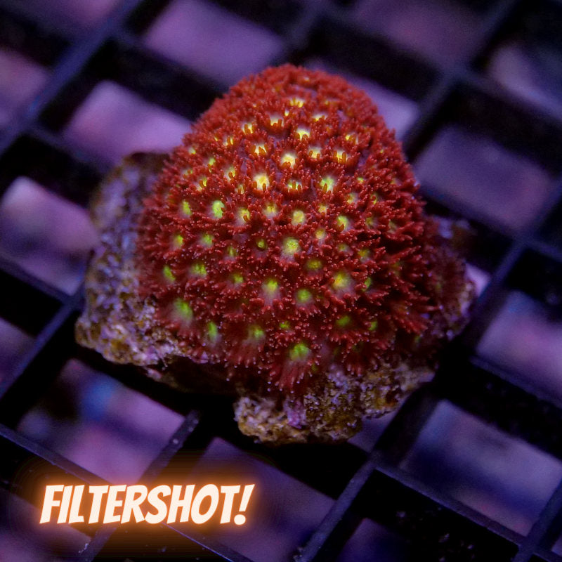 Goniopora 'Flash'