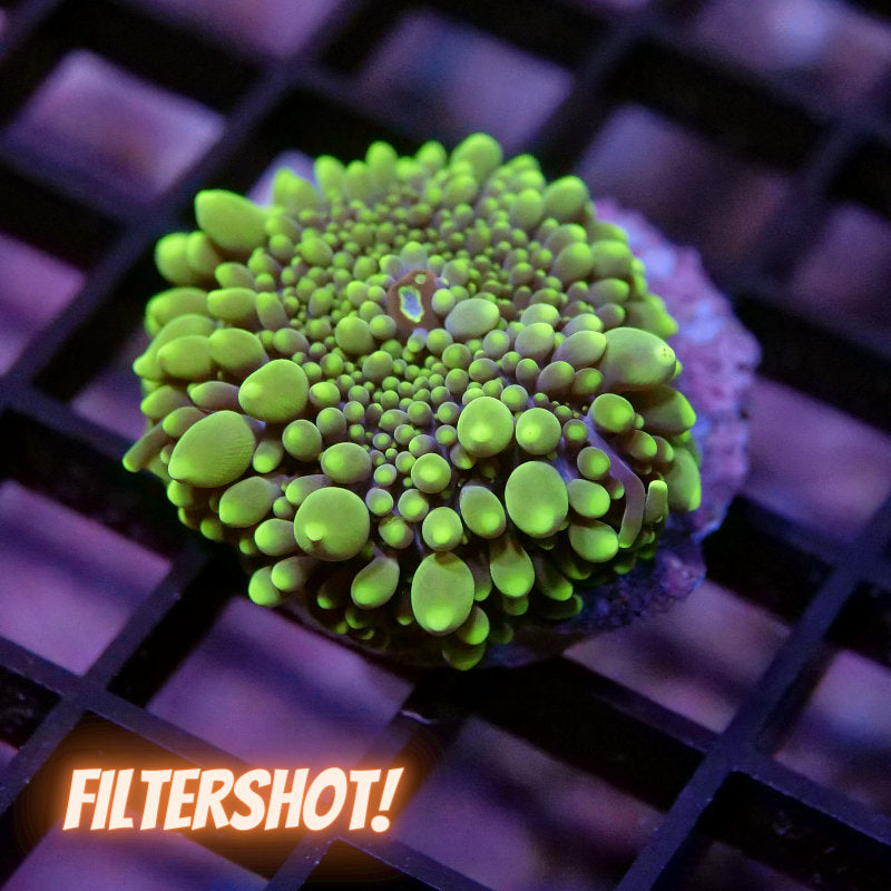 Ricordea yuma 'Neon Tips'