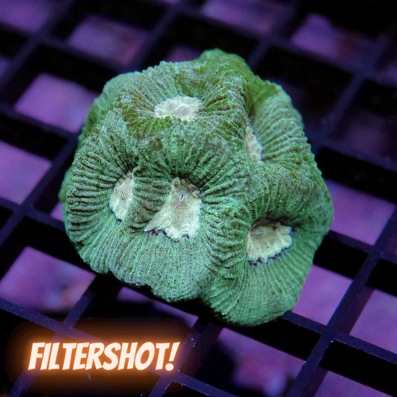 Goniastrea sp. 'Mint'
