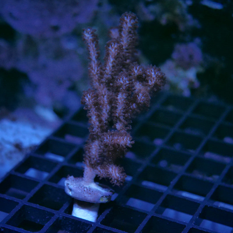 Rumphella sp.
