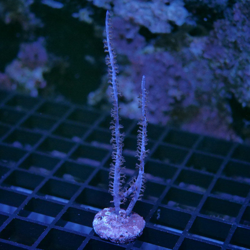 Antillogorgia bipinnata