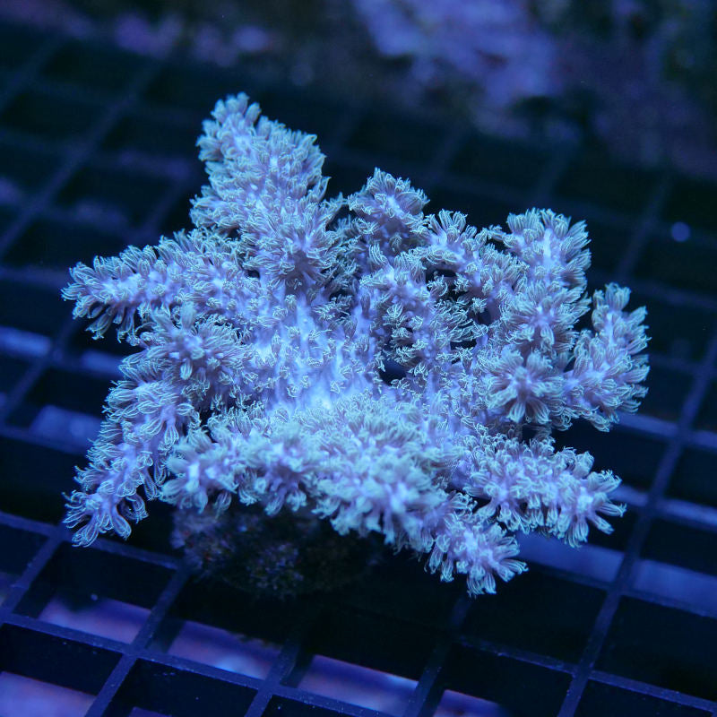 Sinularia mollis
