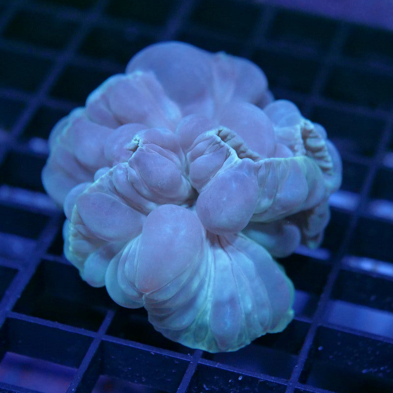Nemenzophyllia turbida