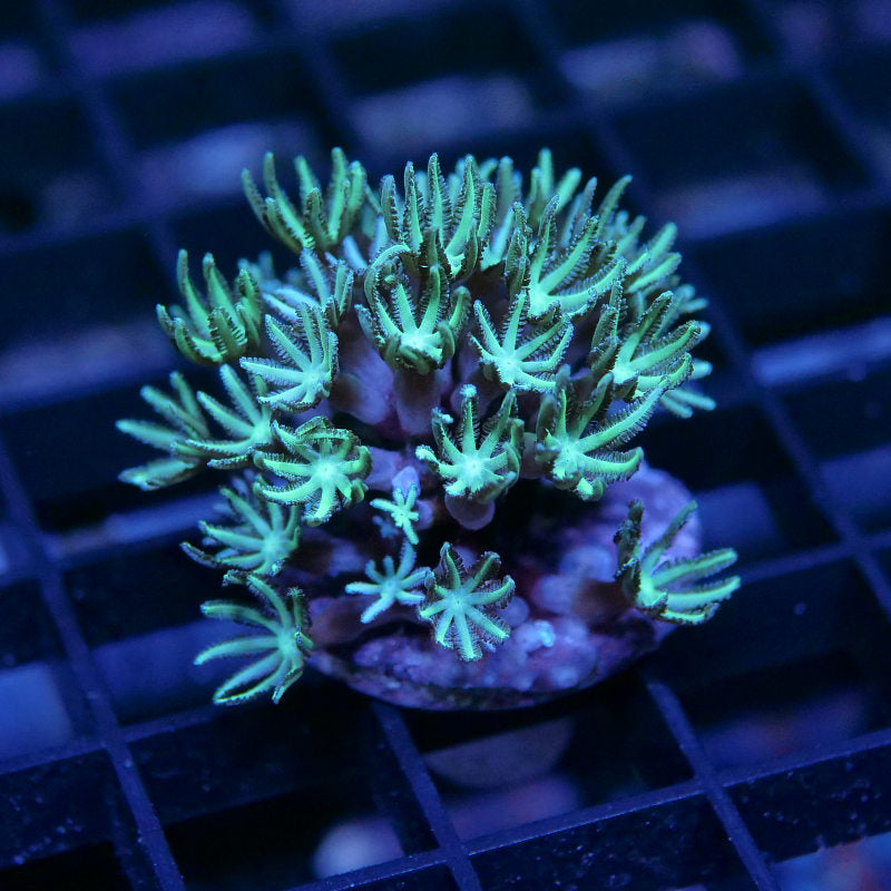 Tubipora musica 'Green'