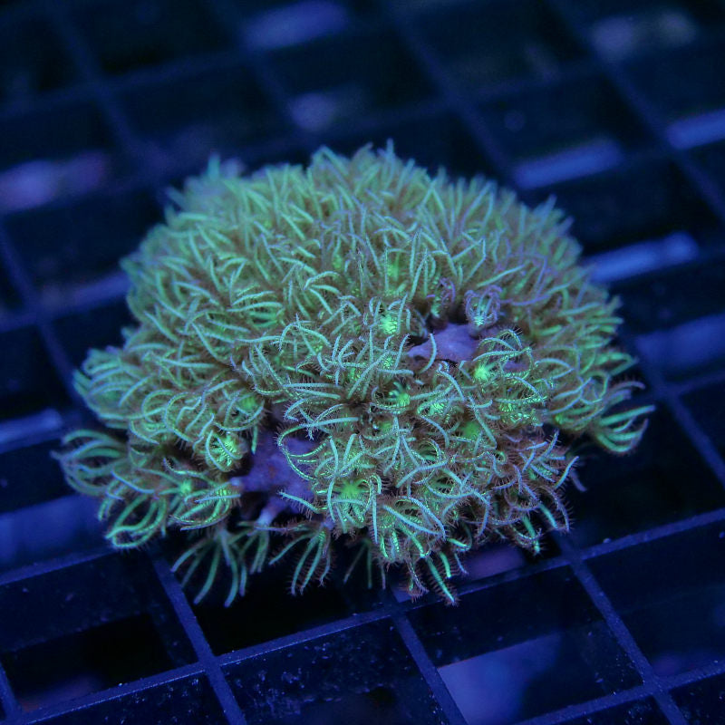 Pachyclavularia sp.