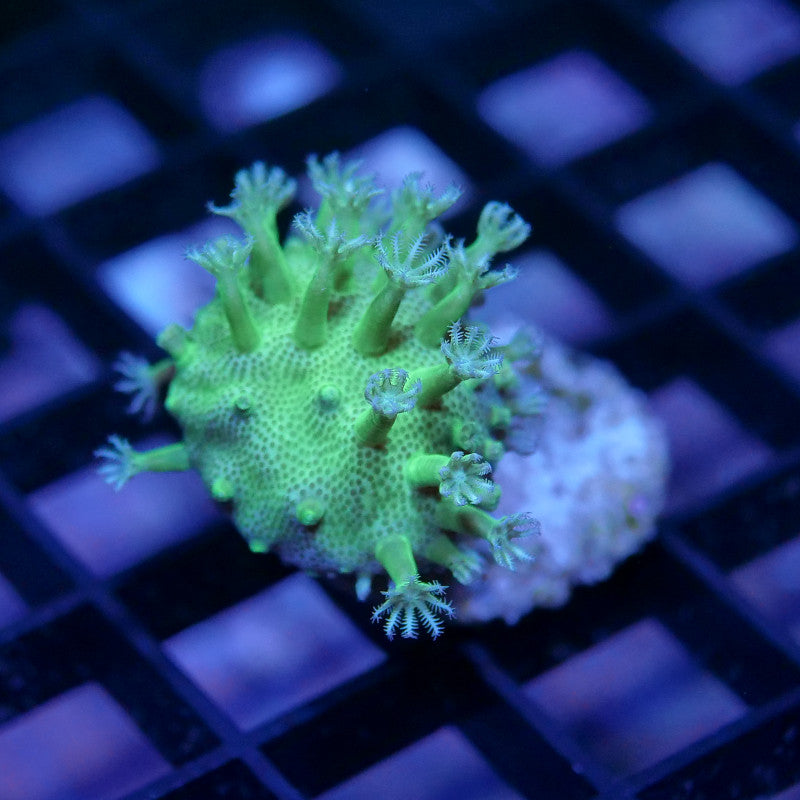 Sarcophyton 'Glow'