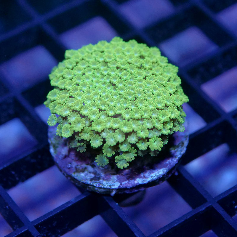 Alveopora minuta 'Bicolor'