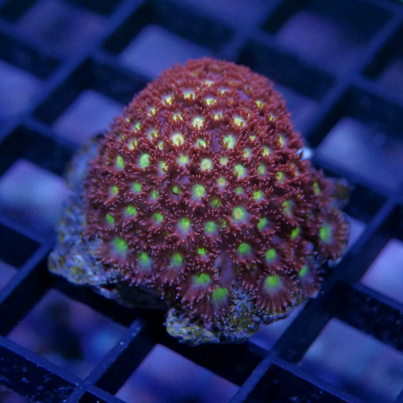 Goniopora 'Flash'