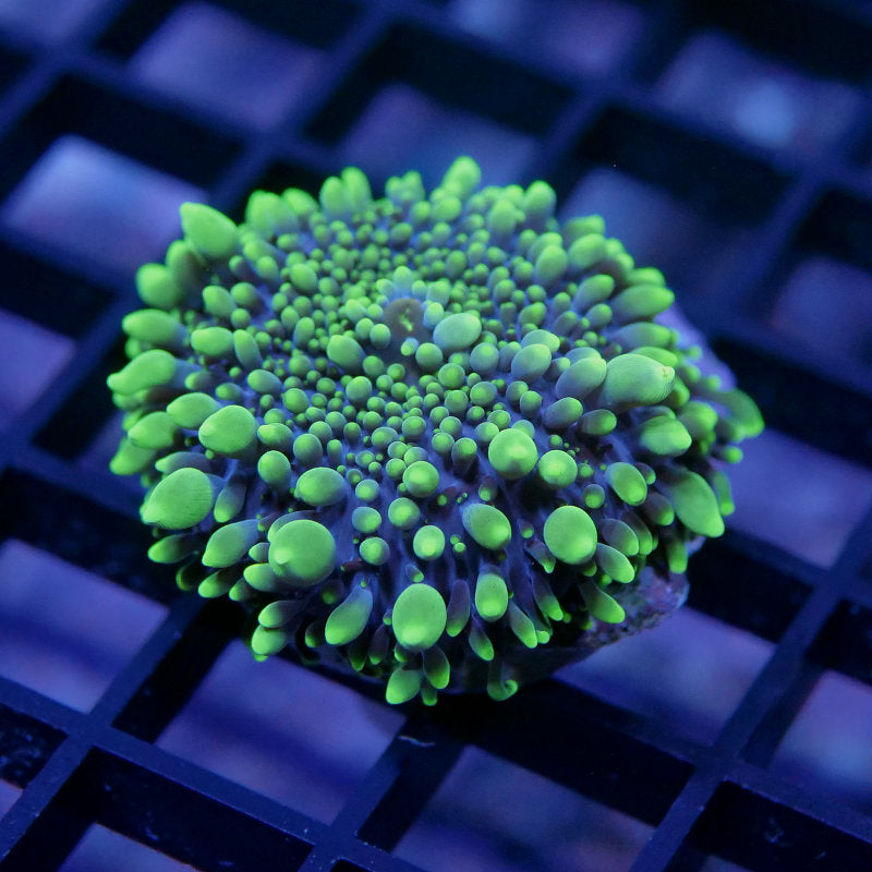 Ricordea yuma 'Neon Tips'