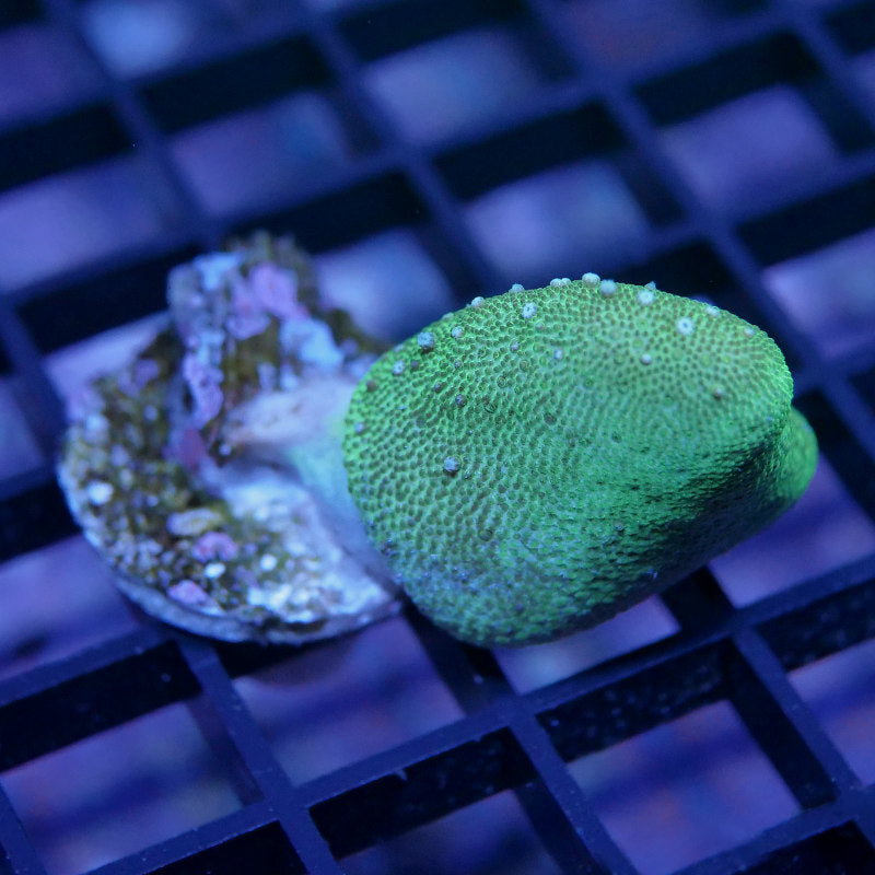 Lobophytum sp.